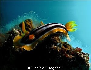 pyjama nudi by Ladislav Nogacek 
